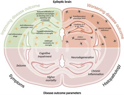 Microglia and infiltrating macrophages in ictogenesis and epileptogenesis